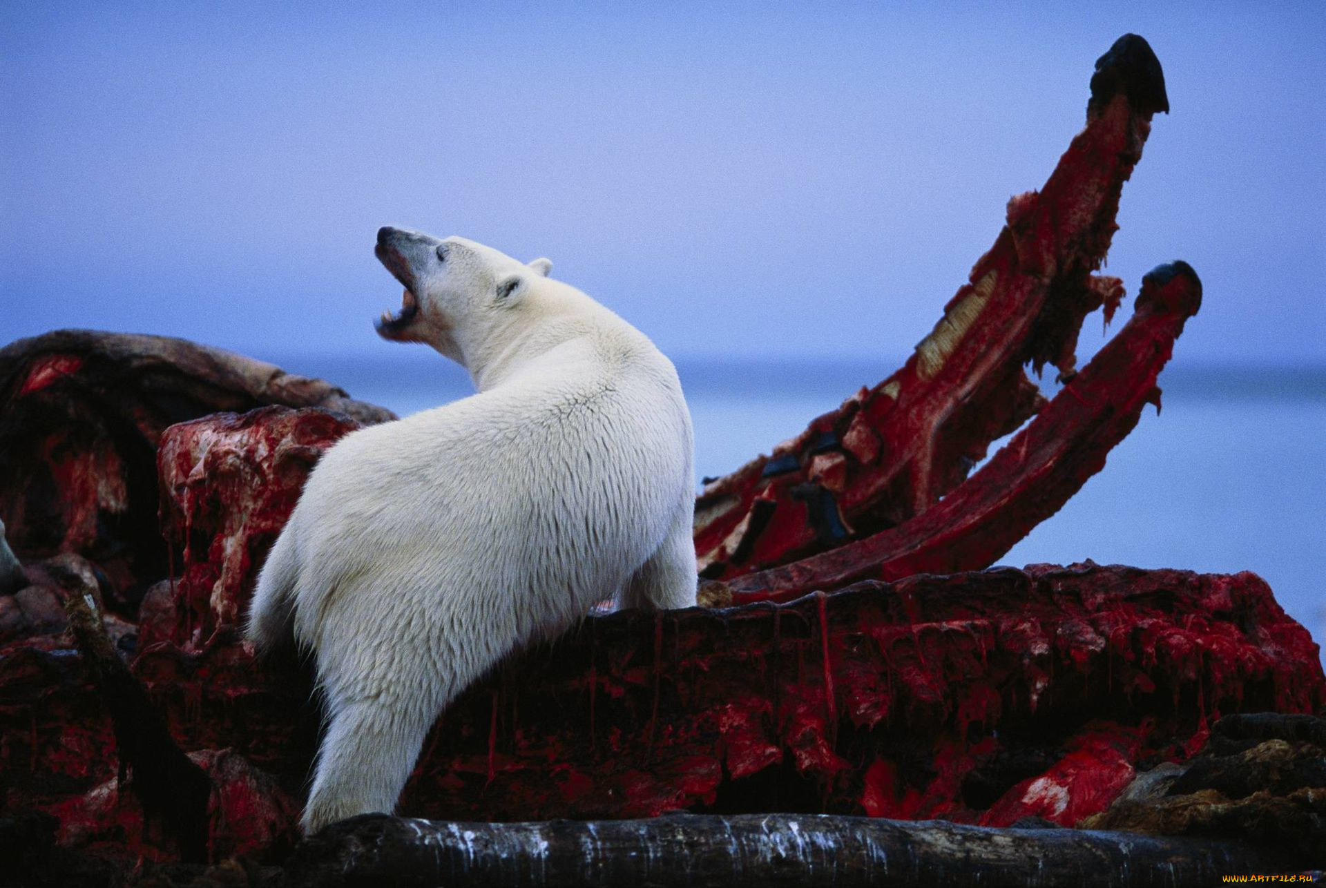 , , , , polar, bear, , 